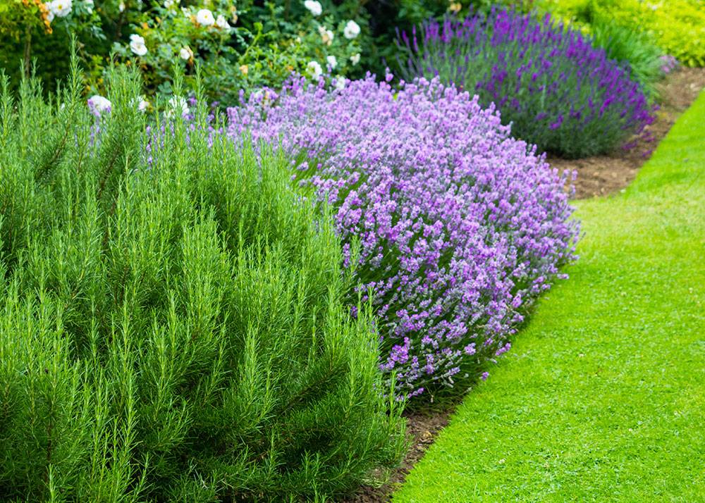 Garden Clearance and Mulching Service in Budapest Budapest, in Budapest, Hungary, Gardener, Gardening, Garden service, Landscaping, Tree lopping, felling, Paving service, Patio laying, Asphalt road, Driveway build, Lawn, Fence build, Irrigation system, Maintenance, Design